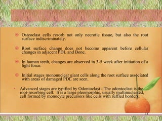  Osteoclast cells resorb not only necrotic tissue, but also the root
surface indiscriminately.
 Root surface change does not become apparent before cellular
changes in adjacent PDL and Bone.
 In human teeth, changes are observed in 3-5 week after initiation of a
light force.
 Initial stages mononuclear giant cells along the root surface associated
with areas of damaged PDL are seen.
• Advanced stages are typified by Odontoclast - The odontoclast is the
root-resorbing cell. It is a large pleomorphic, usually multinucleated,
cell formed by monocyte precursors like cells with ruffled borders.
18
 