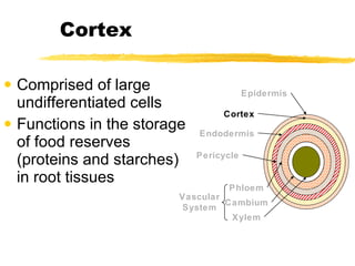 Comprised of large undifferentiated cells Functions in the storage of food reserves (proteins and starches) in root tissues Cortex Epidermis Cortex Endodermis Pericycle Vascular System Phloem Cambium Xylem 