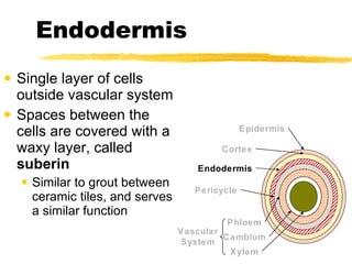 Endodermis Single layer of cells outside vascular system Spaces between the cells are covered with a waxy layer, called  suberin Similar to grout between ceramic tiles, and serves a similar function Epidermis Cortex Endodermis Pericycle Vascular System Phloem Cambium Xylem 