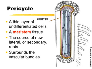 Pericycle A thin layer of undifferentiated cells A  meristem  tissue The source of new lateral, or secondary, roots Surrounds the vascular bundles pericycle 