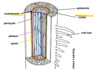 pericycle phloem xylem root hair endodermis epidermis cortex 