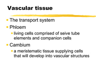 Vascular tissue The transport system Phloem living cells comprised of seive tube elements and companion cells Cambium a meristematic tissue supplying cells that will develop into vascular structures 