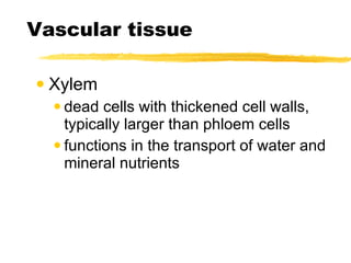 Vascular tissue Xylem dead cells with thickened cell walls, typically larger than phloem cells functions in the transport of water and mineral nutrients 