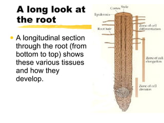 A long look at the root A longitudinal section through the root (from bottom to top) shows these various tissues and how they develop.  