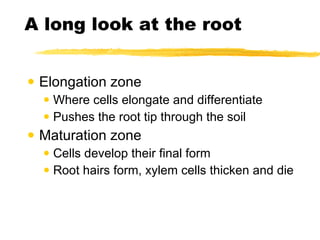 A long look at the root Elongation zone Where cells elongate and differentiate Pushes the root tip through the soil Maturation zone Cells develop their final form Root hairs form, xylem cells thicken and die 