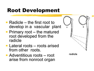 Root Development Radicle – the first root to develop in a  vascular  plant Primary root – the matured root developed from the  radicle Lateral roots – roots arised from other  roots. Adventitious roots – root arise from nonroot organ radicle 