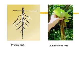 Primary root Adventitious root 