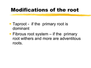 Modifications of the root Taproot -  if the  primary root is  dominant Fibrous root system – if the  primary root withers and more are adventitous roots. 