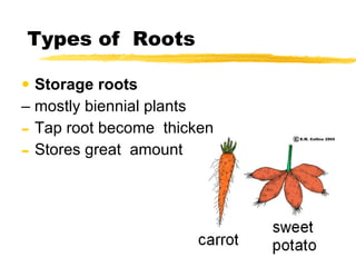Types of  Roots Storage roots   –  mostly biennial plants Tap root become  thicken  Stores great  amount of  starch  