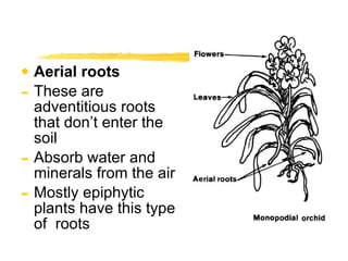 Aerial roots These are  adventitious roots that don’t enter the soil Absorb water and minerals from the air Mostly epiphytic plants have this type of  roots 