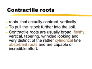 Contractile roots roots  that actually contract  vertically To pull the  stock further into the soil. Contractile roots are usually broad,  fleshy , vertical, tapering, wrinkled looking and very distinct of the rather  cylindrical  fine  absorbent roots  and are capable of incredible effort. 