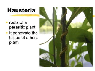 Haustoria roots of a parasitic plant It penetrate the  tissue of a host plant 