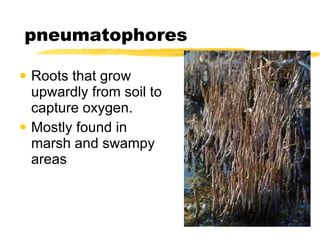 pneumatophores Roots that grow upwardly from soil to capture oxygen. Mostly found in marsh and swampy areas 