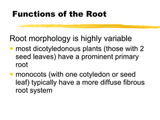 Functions of the Root Root morphology is highly variable most dicotyledonous plants (those with 2 seed leaves) have a prominent primary root monocots (with one cotyledon or seed leaf) typically have a more diffuse fibrous root system 