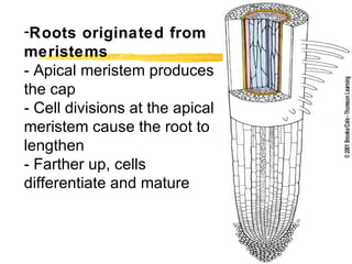 Roots originated from meristems - Apical meristem produces the cap  - Cell divisions at the apical meristem cause the root to lengthen - Farther up, cells differentiate and mature 