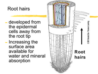 developed from the epidermal cells away from the root tip Increasing the surface area available for  water and mineral absorption Root hairs Root hairs 
