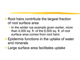 Root hairs contribute the largest fraction of root surface area In the winter rye example given earlier, more than 4,000 sq. ft. of the 6,500 sq. ft. of root surface area comes from root hairs Epidermis functions in the uptake of water and minerals Large surface area facilitates uptake 