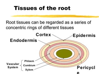 Tissues of the root Epidermis Cortex Endodermis Pericycle Vascular System Phloem Cambium Xylem Root tissues can be regarded as a series of concentric rings of different tissues 
