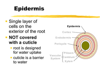 Epidermis Single layer of cells on the exterior of the root NOT covered with a cuticle root is designed for water uptake cuticle is a barrier to water Epidermis Cortex Endodermis Pericycle Vascular System Phloem Cambium Xylem 
