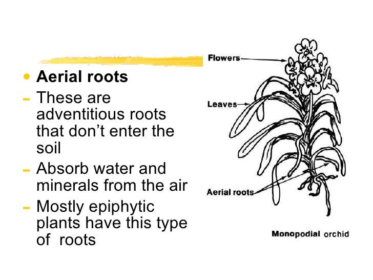 Roots roots