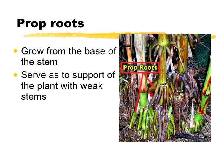 Roots