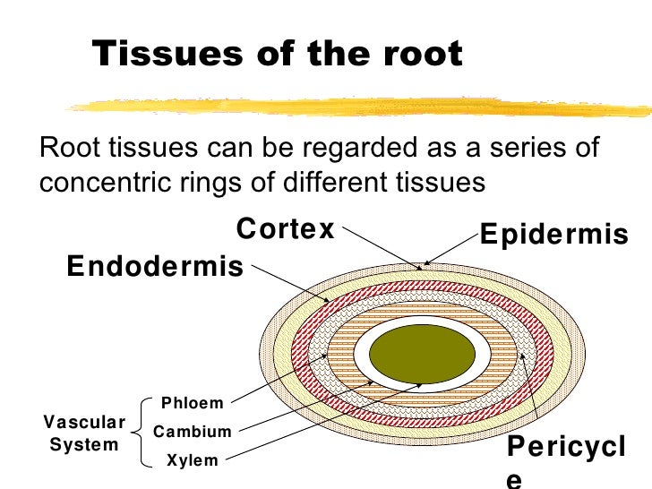 Roots