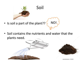 Soil 
• Is soil a part of the plant?? 
NO! 
• Soil contains the nutrients and water that the 
plants need. 
 