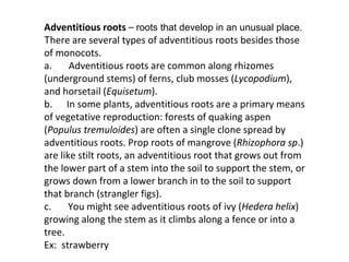 Roots | PPT