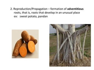 Roots | PPT