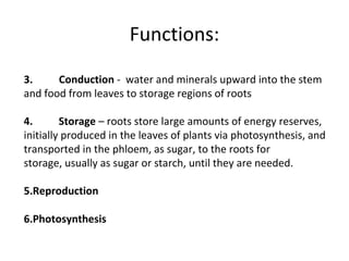 Storage Roots Definition Roots | PPT