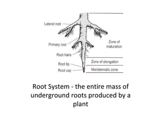 Roots | PPT