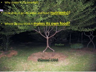 • Why doesn’t this tree fall?
• How does it get its water and food (nutrients)?
• Where do you think it makes its own food?
 
