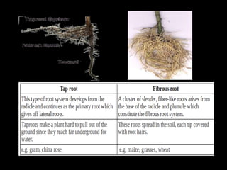 Greenhouse Root Example Roots | PPTX