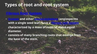 Roots and it's types: taproot, fibrous, and adventitious roots | PPTX