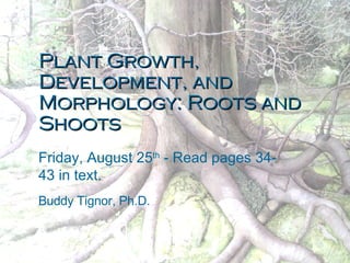 Plant Growth, Development, and Morphology: Roots and Shoots Friday, August 25 th  - Read pages 34-43 in text. Buddy Tignor, Ph.D. 