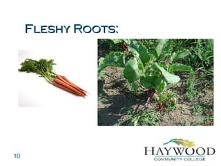Fleshy Roots Example Roots And Shoots | PPT