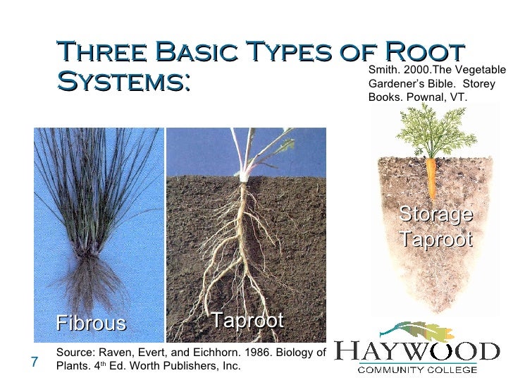 What are the different types of roots?