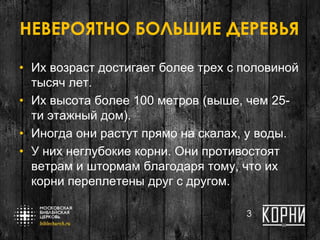 НЕВЕРОЯТНО БОЛЬШИЕ ДЕРЕВЬЯ
• Их возраст достигает более трех с половиной
тысяч лет.
• Их высота более 100 метров (выше, чем 25-
ти этажный дом).
• Иногда они растут прямо на скалах, у воды.
• У них неглубокие корни. Они противостоят
ветрам и штормам благодаря тому, что их
корни переплетены друг с другом.
3
 