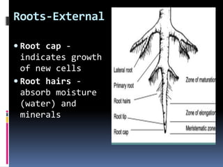 Roots-External
 Root cap -
indicates growth
of new cells
 Root hairs -
absorb moisture
(water) and
minerals
 