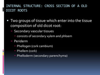 INTERNAL STRUCTURE: CROSS SECTION OF A OLD
DICOT ROOTS
▪ Two groups of tissue which enter into the tissue
composition of old dicot root:
 Secondary vascular tissues
 consists of secondary xylem and phloem
 Periderm
 Phellogen (cork cambium)
 Phellem (cork)
 Phelloderm (secondary parenchyma)
 