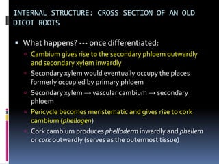 INTERNAL STRUCTURE: CROSS SECTION OF AN OLD
DICOT ROOTS
▪ What happens? --- once differentiated:
 Cambium gives rise to the secondary phloem outwardly
and secondary xylem inwardly
 Secondary xylem would eventually occupy the places
formerly occupied by primary phloem
 Secondary xylem → vascular cambium → secondary
phloem
 Pericycle becomes meristematic and gives rise to cork
cambium (phellogen)
 Cork cambium produces phelloderm inwardly and phellem
or cork outwardly (serves as the outermost tissue)
 