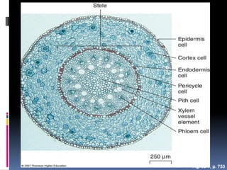 Fig. 35-7, p. 753
 
