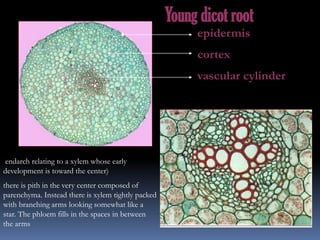 Young dicot root
epidermis
cortex
vascular cylinder
endarch relating to a xylem whose early
development is toward the center)
there is pith in the very center composed of
parenchyma. Instead there is xylem tightly packed
with branching arms looking somewhat like a
star. The phloem fills in the spaces in between
the arms
 
