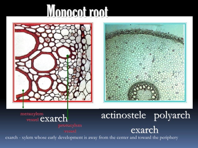 Root anatomy | PDF | Gardening | Home & Garden