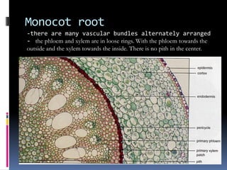 Monocot root
-there are many vascular bundles alternately arranged
- the phloem and xylem are in loose rings. With the phloem towards the
outside and the xylem towards the inside. There is no pith in the center.
 