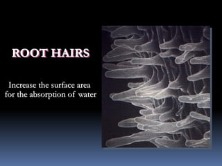 ROOT HAIRS
Increase the surface area
for the absorption of water
 