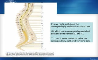 roots and plexusesfor Neurology residents.pptx