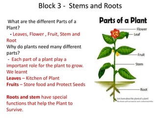 Block 3 - Stems and Roots
What are the different Parts of a
Plant?
- Leaves, Flower , Fruit, Stem and
Root
Why do plants need many different
parts?
- Each part of a plant play a
important role for the plant to grow.
We learnt
Leaves – Kitchen of Plant
Fruits – Store food and Protect Seeds
Roots and stem have special
functions that help the Plant to
Survive.
 