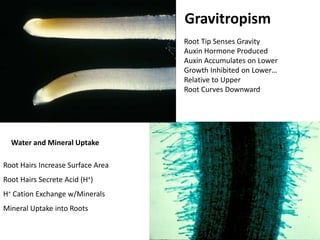Gravitropism 
Root Tip Senses Gravity 
Auxin Hormone Produced 
Auxin Accumulates on Lower 
Growth Inhibited on Lower… 
Relative to Upper 
Root Curves Downward 
Water and Mineral Uptake 
Root Hairs Increase Surface Area 
Root Hairs Secrete Acid (H+) 
H+ Cation Exchange w/Minerals 
Mineral Uptake into Roots 
 