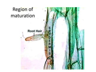 Region of 
maturation 
 